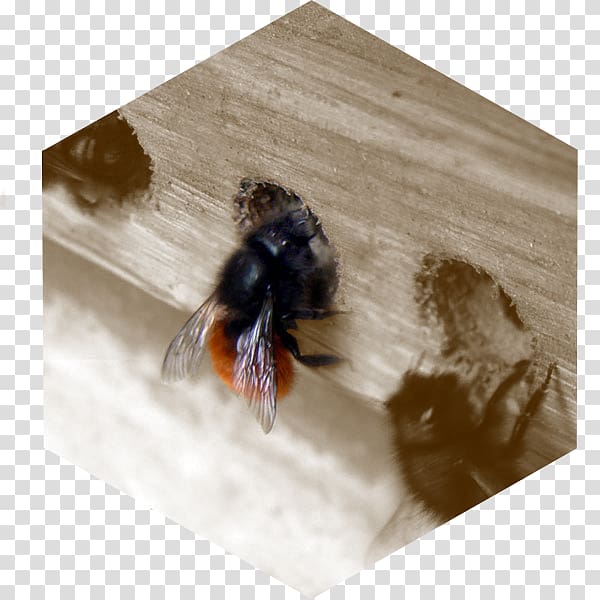 Bee Insect hotel Osmia cornuta Pollinator, cornuta transparent background PNG clipart