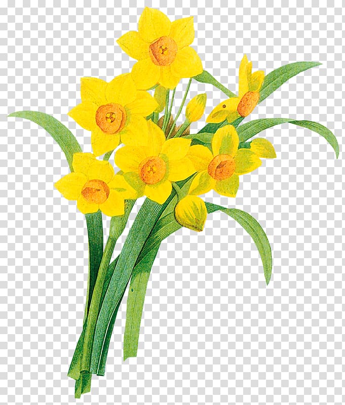 Daffodil , others transparent background PNG clipart
