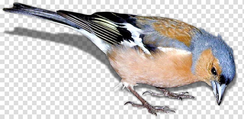 Bird Finch , bird transparent background PNG clipart