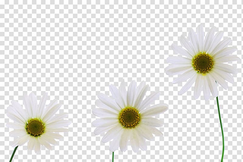 Chrysanthemum xd7grandiflorum Carnation Oxeye daisy, Three yellow chrysanthemum material transparent background PNG clipart