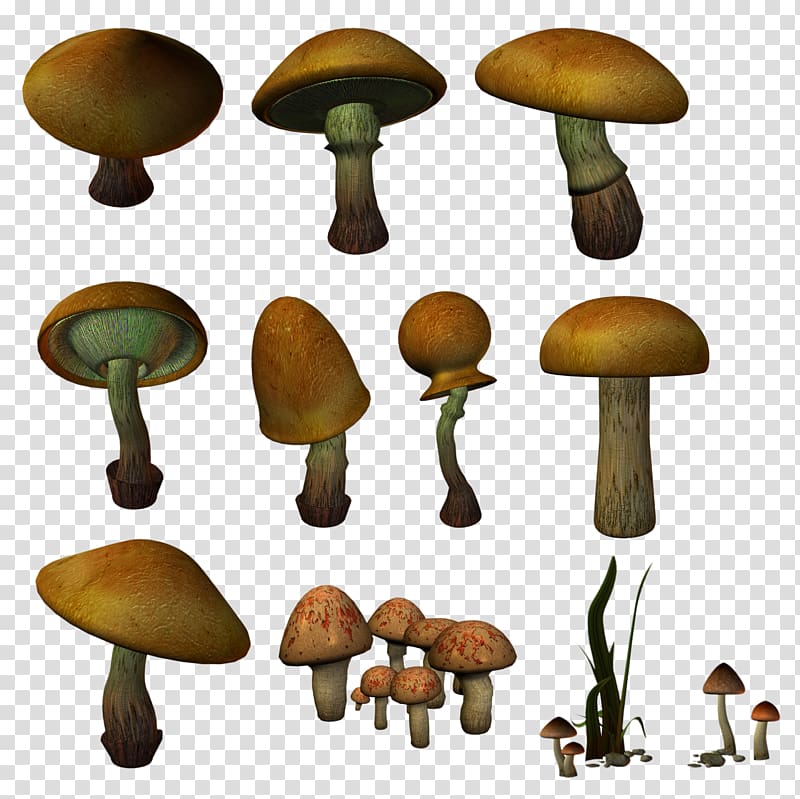 Agaricaceae Edible mushroom Fungus , others transparent background PNG clipart