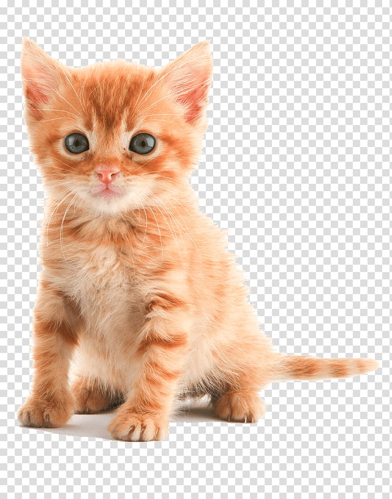 Kitten Tabby cat Puppy Dog, kitten transparent background PNG clipart