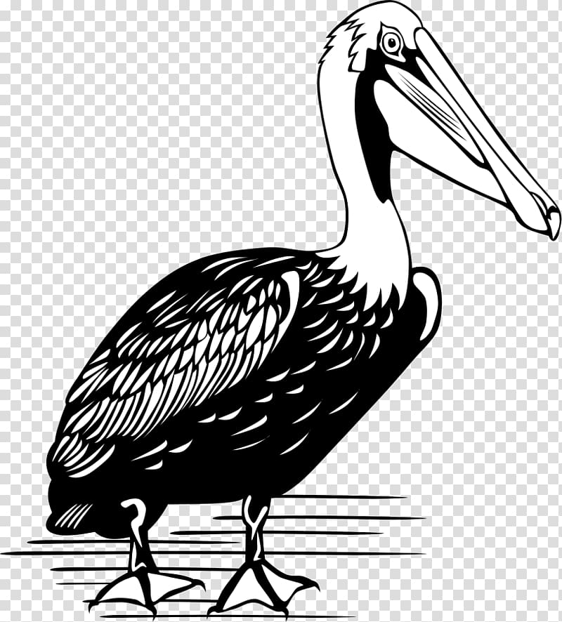 Brown pelican Bird , Cartoon Pelican transparent background PNG clipart