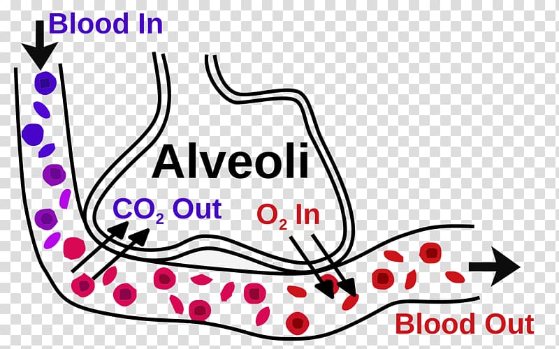 Pulmonary alveolus Gas exchange Bronchiole Respiratory system, blood transparent background PNG clipart