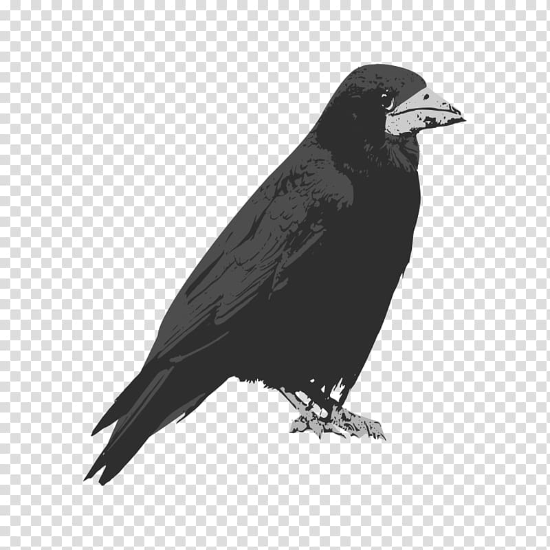 Rook Bird Common raven , raven transparent background PNG clipart