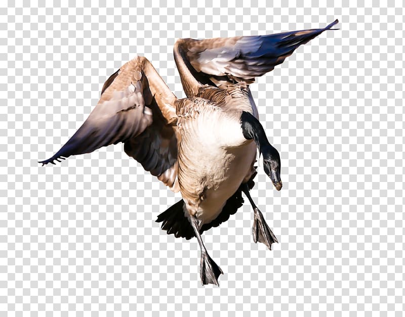 Greylag goose Bird Poultry Domestic goose, wing transparent background PNG clipart