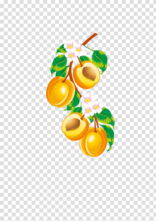 Fruit Apricot Euclidean , Apricot transparent background PNG clipart
