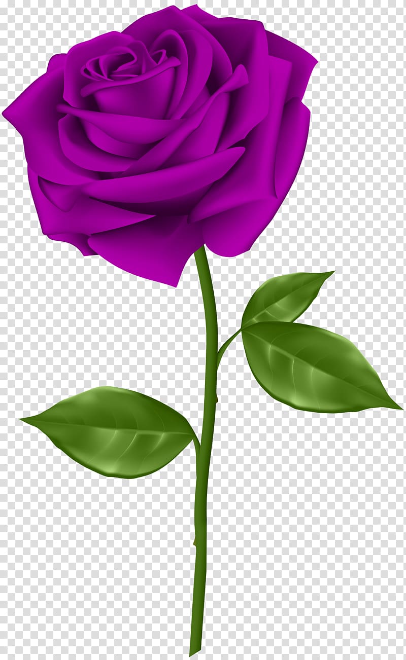 rose illustration, Blue rose Flower , Purple Rose transparent background PNG clipart