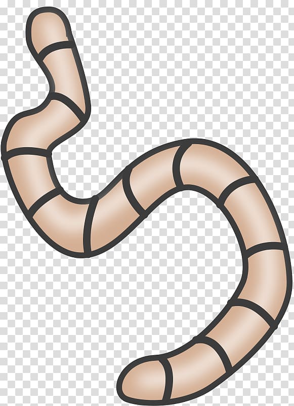 Worms transparent background PNG clipart