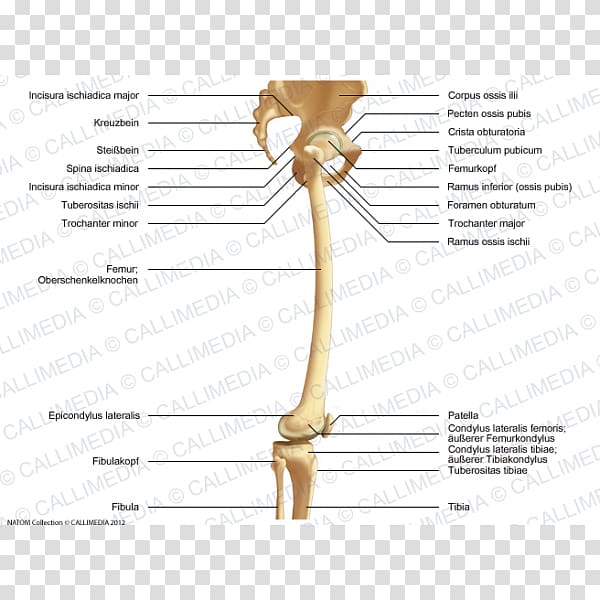 Bone Shoulder Knee Femur Hip, artrosis de rodilla transparent background PNG clipart