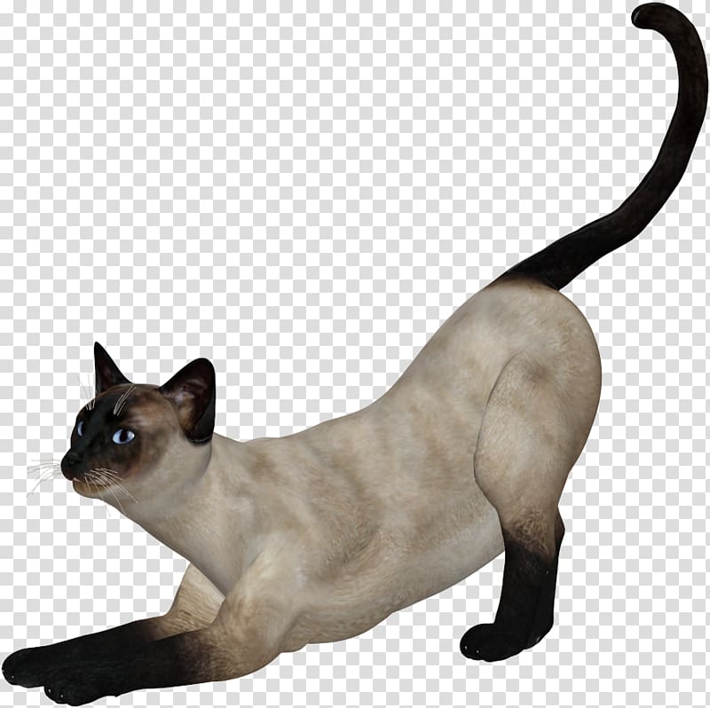 Siamese cat Tonkinese cat Kitten Domestic short-haired cat, White cat transparent background PNG clipart
