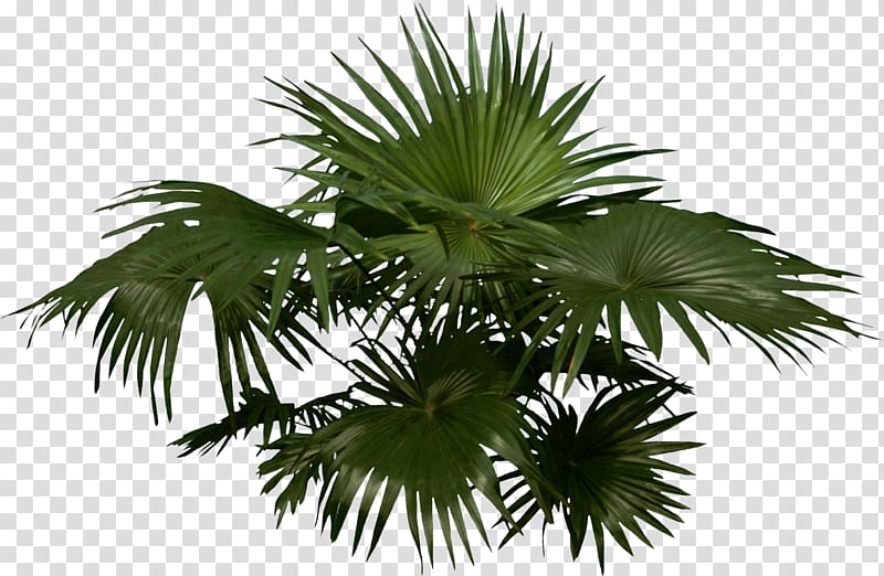 Arecaceae Woody plant Tree, Palm transparent background PNG clipart