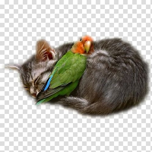 Interspecies friendship Love Cat Intimate relationship, Cat transparent background PNG clipart