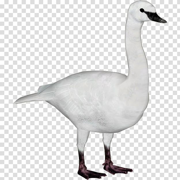 Duck Goose Trumpeter swan Bird Whooper swan, swan transparent background PNG clipart