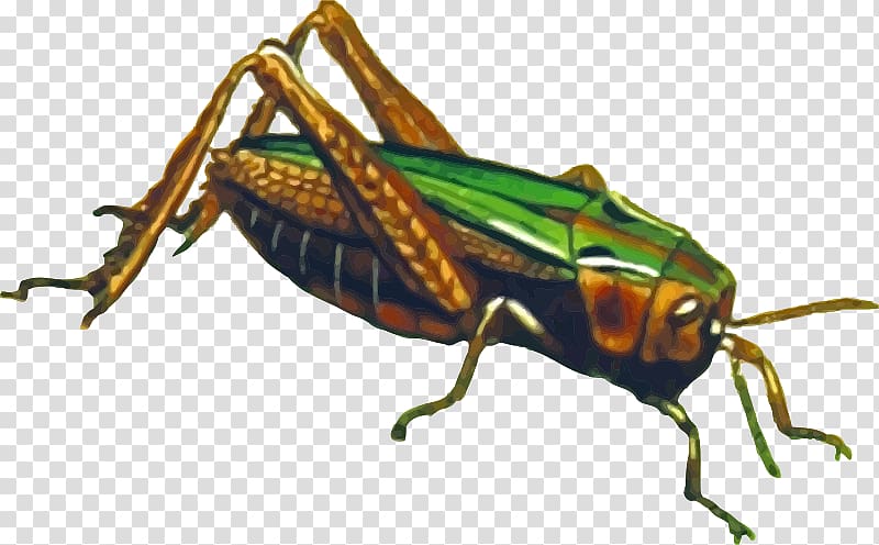 Insect Grasshopper Portable Network Graphics , insect transparent background PNG clipart