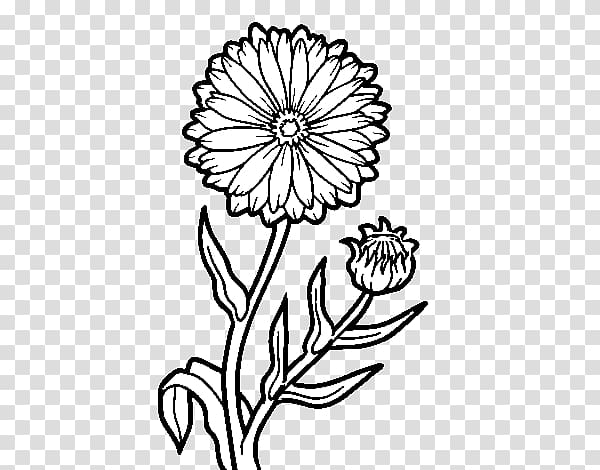 Black White Line Drawing Marigold Flower Stock Illustration 2243493717 |  Shutterstock