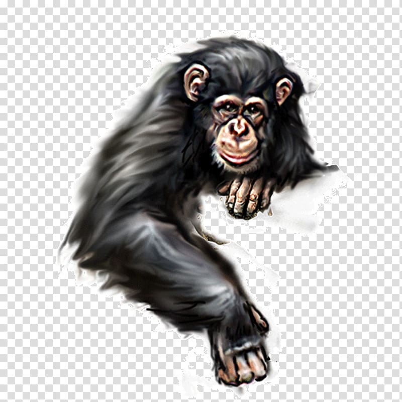 Orangutan Ape, orangutan transparent background PNG clipart