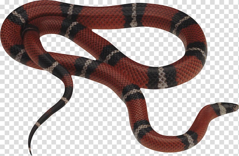 Snakes Corn snake Milk snake Constriction, snake transparent background PNG clipart