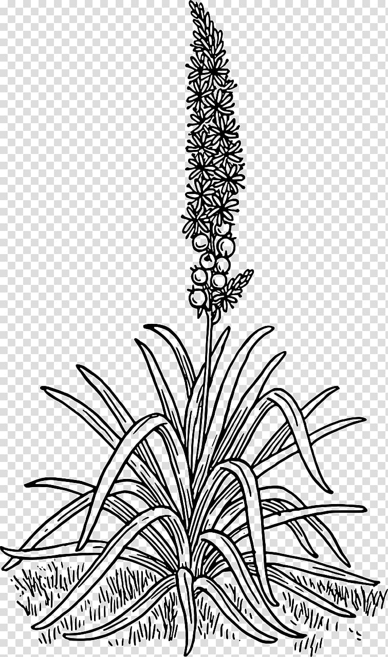 Asphodel Meadows Branched asphodel Drawing , flower transparent background PNG clipart