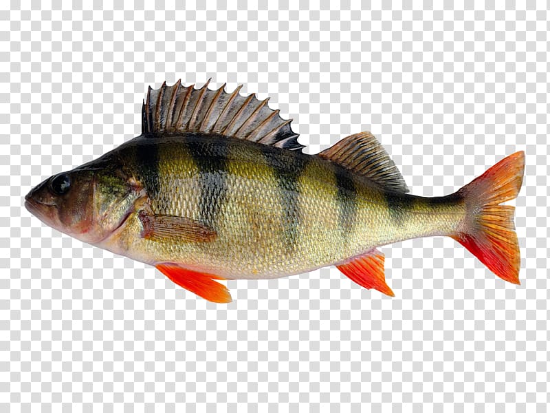 European perch Fishing Yellow perch , mangrove transparent background PNG clipart