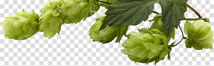 Beer Yakima Valley AVA Common hop Hops, beer transparent background PNG clipart