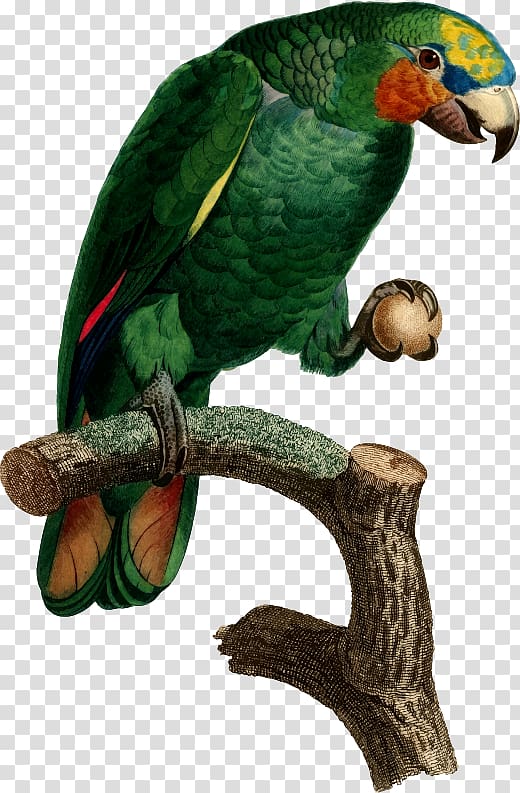 Parrot Bird Histoire naturelle des perroquets Parakeet Macaw, parrot transparent background PNG clipart