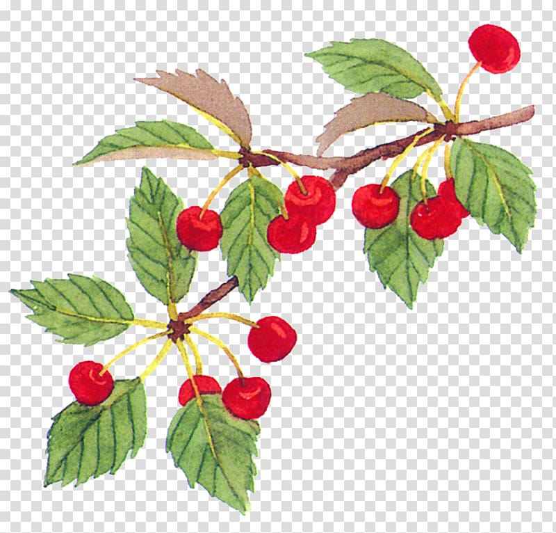 Cherry Fruit Food, Cherry tree branch material transparent background PNG clipart