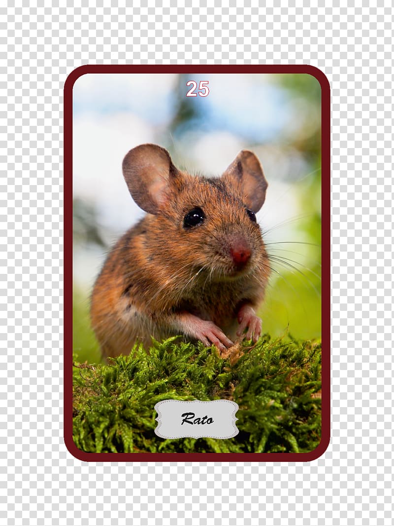 Rat Wood mouse House mouse, rat transparent background PNG clipart