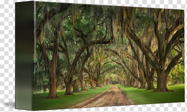 Landscape Plantation, Spanish Moss transparent background PNG clipart