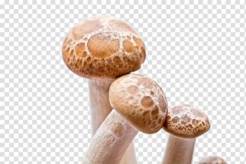 Shiitake Fungus Mushroom, Small mushrooms transparent background PNG clipart