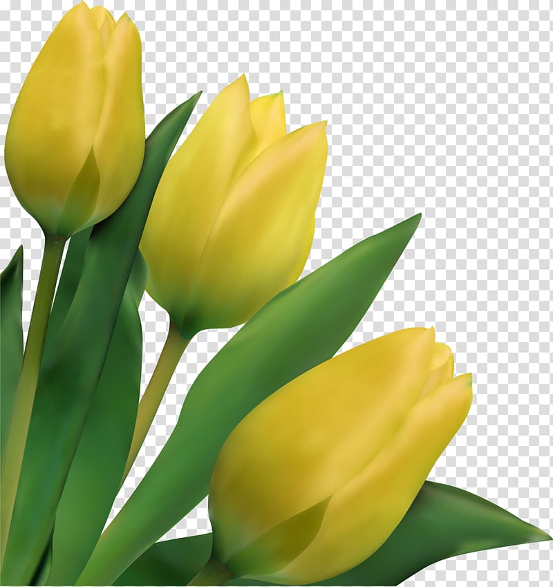 Indira Gandhi Memorial Tulip Garden Flower Drawing, tulip transparent background PNG clipart