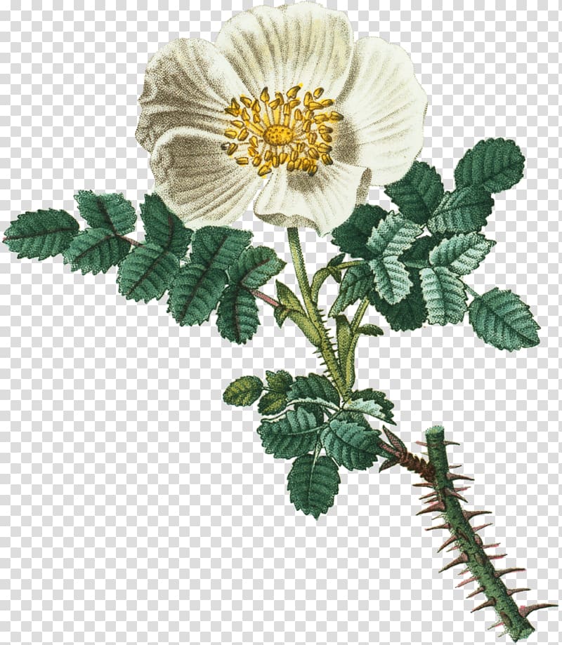 Burnet rose Cut flowers Chrysanthemum Petal, butterlfy transparent background PNG clipart