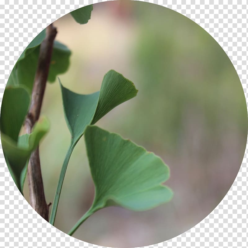 Evolutionary Herbalism Medicine Plant, ginkgo transparent background PNG clipart