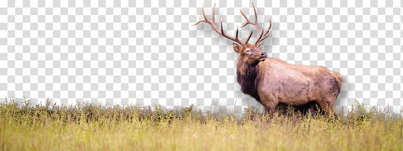 Elk Wildlife White-tailed deer Hunting, deer transparent background PNG clipart