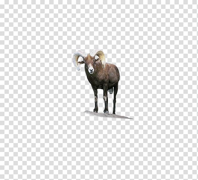 Sheep Random-access memory Longman Dictionary of Contemporary English Meaning, Bighorn Sheep transparent background PNG clipart