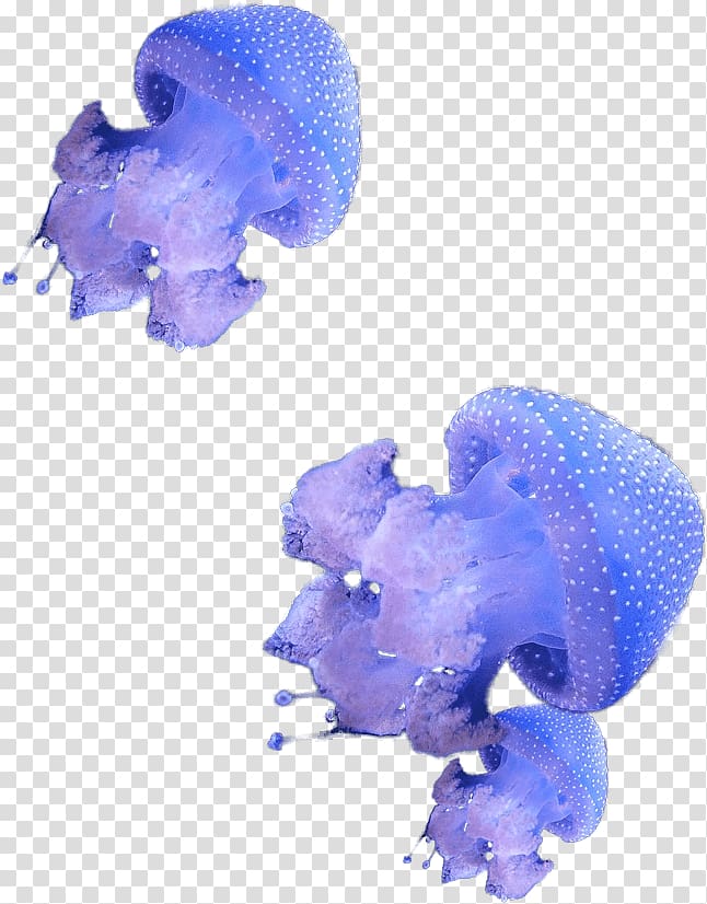 Hydrozoa Deep sea creature Marine invertebrates, jellyfish transparent background PNG clipart