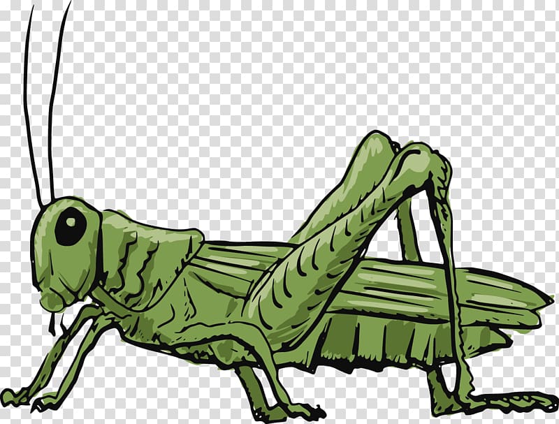 Grasshopper , cricket transparent background PNG clipart
