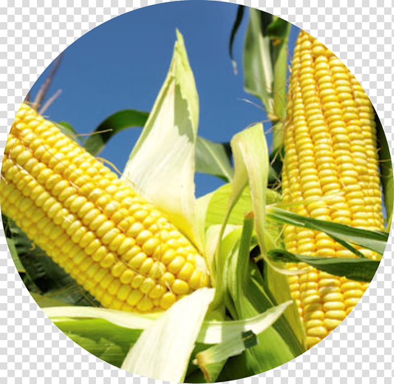 Corn Belt Genetically modified maize Agriculture Crop yield, others transparent background PNG clipart