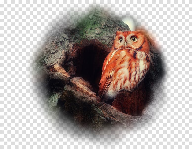 Bird Red owl Barn owl Barn-owls Eurasian eagle-owl, Bird transparent background PNG clipart