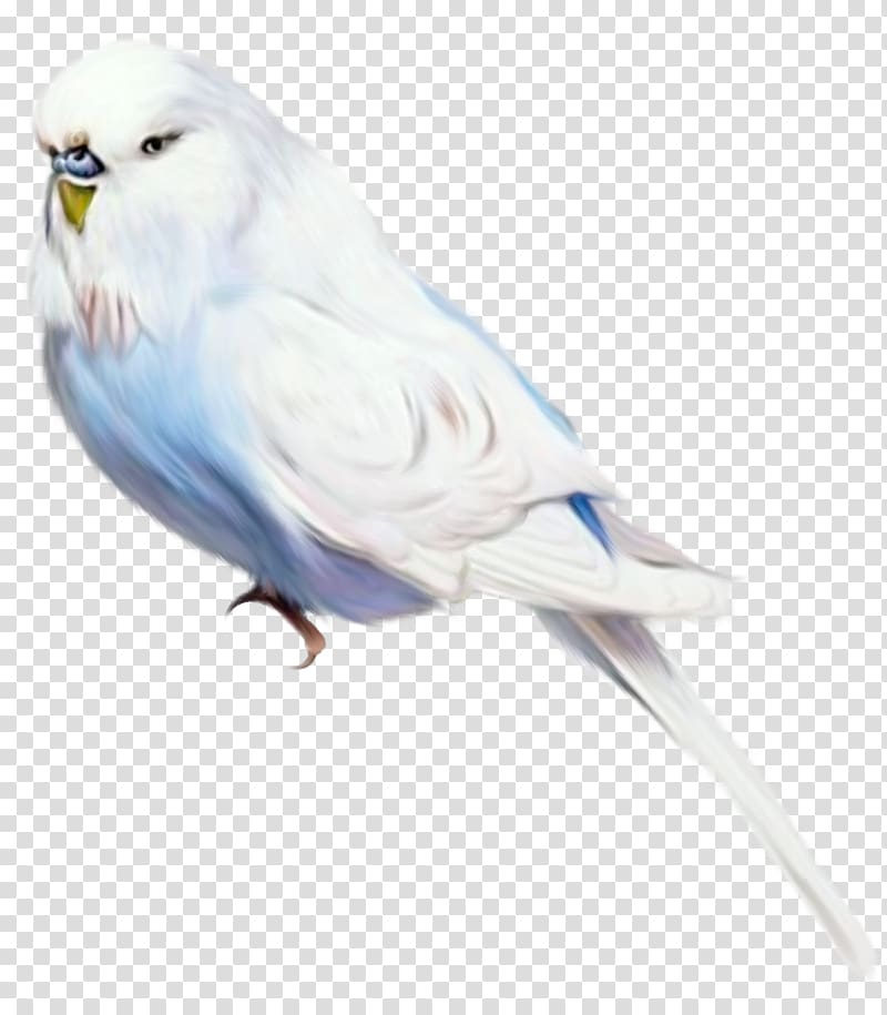 Bird Parrot , Bird transparent background PNG clipart | HiClipart