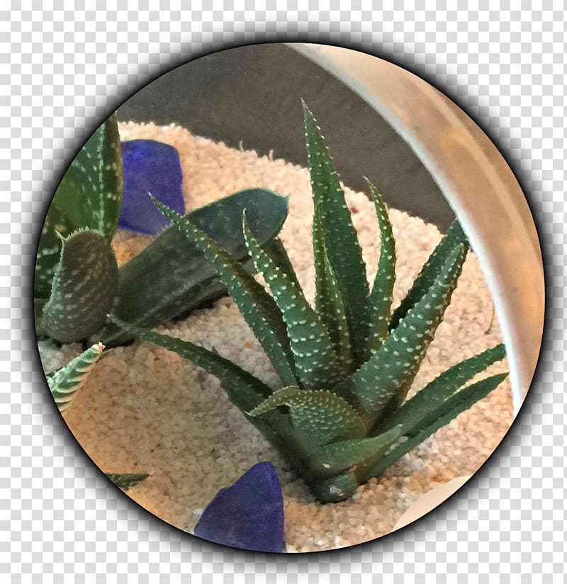 Cactaceae Making More Plants: The Science, Art, and Joy of Propagation Succulent plant Offset, secculent transparent background PNG clipart