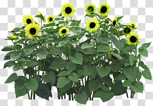 Common sunflower Flowerpot Flower garden, Green sunflower transparent background PNG clipart thumbnail