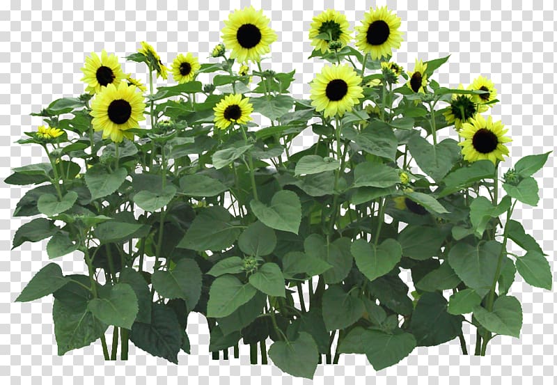 Common sunflower Flowerpot Flower garden, Green sunflower transparent background PNG clipart