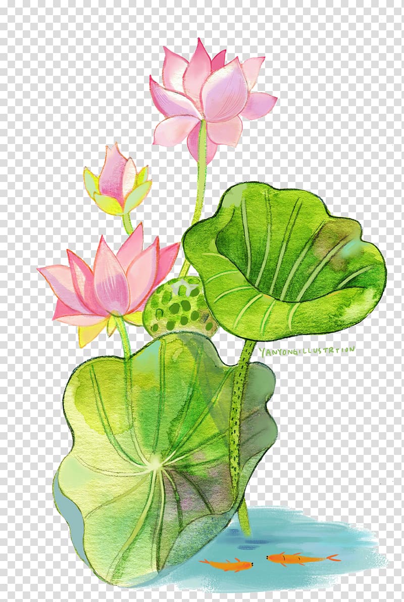 pink petaled flowers aet, Watercolor painting Nelumbo nucifera, Hand-painted watercolor lotus lotus transparent background PNG clipart