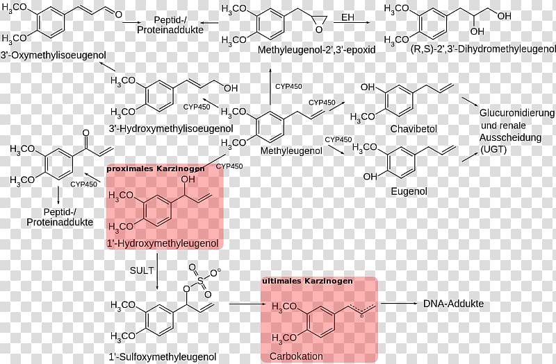 Methyl eugenol Pimenta racemosa Nutmeg Chavibetol, Methylated Dna Immunoprecipitation transparent background PNG clipart