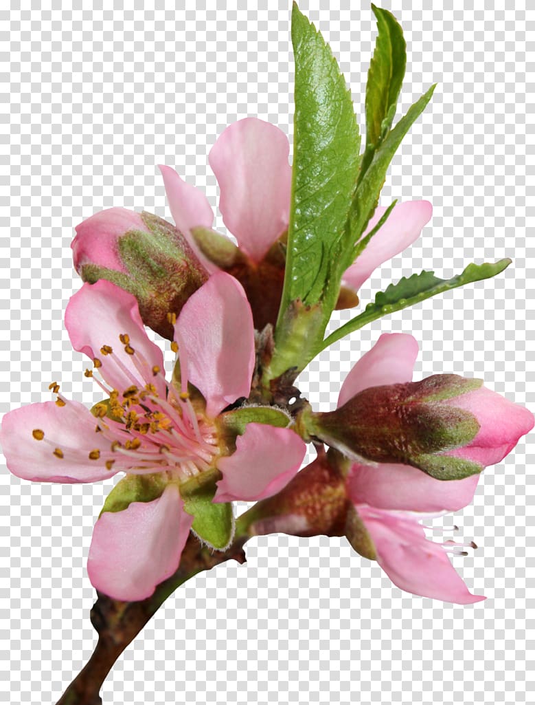 Peach Cherry blossom Flower , peach flower transparent background PNG clipart