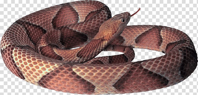 brown snake, Red Gold Snake transparent background PNG clipart