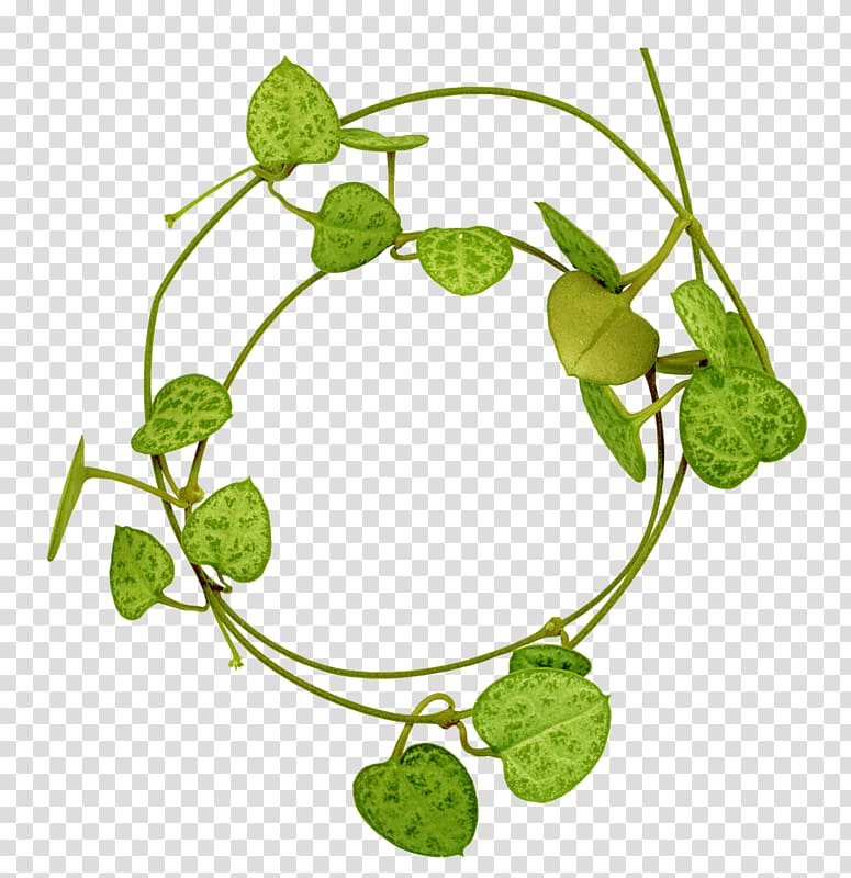 Leaf , Leaf transparent background PNG clipart