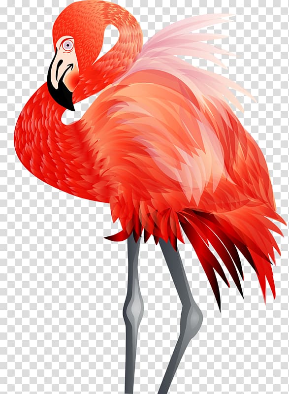 red flamingo transparent background PNG clipart