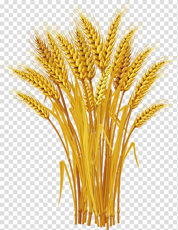 wheat grass illustration, Wheat Ear , Yellow wheat harvest transparent background PNG clipart